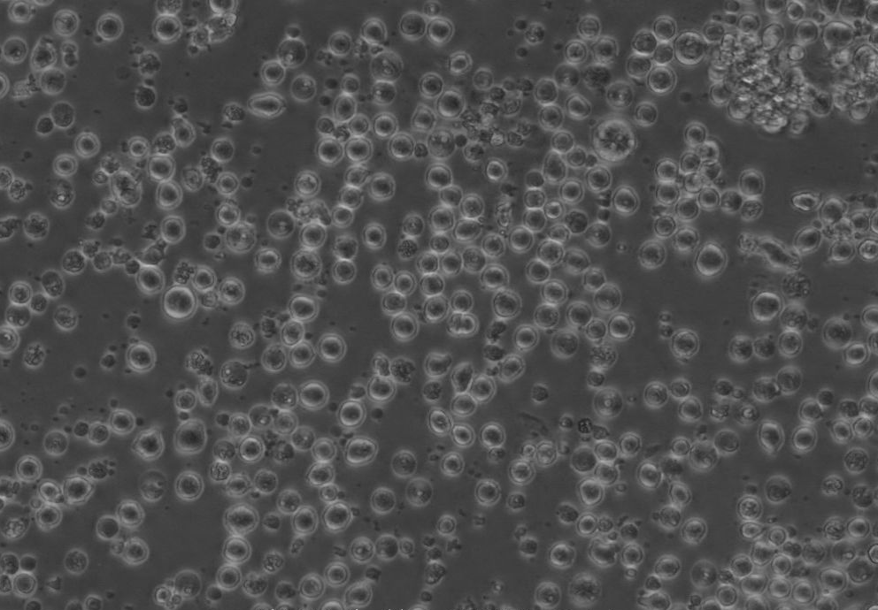 2026年上海分子生物学生物试剂靠谱供应商选择参考