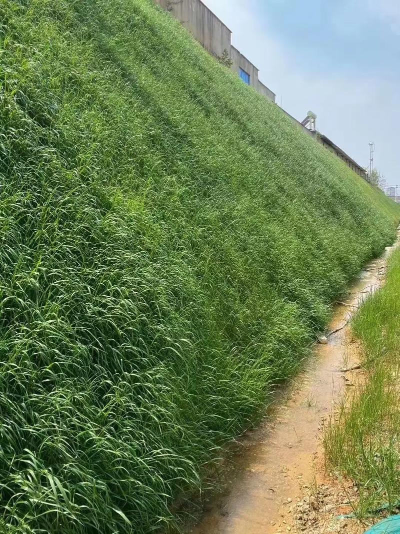 2026年河北客土喷播厂家 解决坡面修复痛点 提供一体化服务